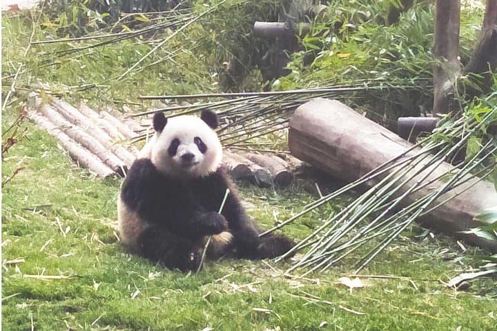 Chengdu Giant Panda Experience: Private Day Tour to Panda Base & Cultural Alleys photo 4