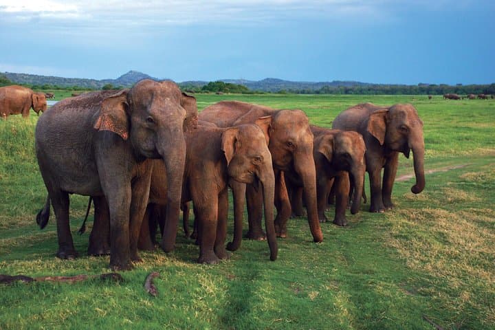 Four-Day Sri Lanka Highlights: Kandy, Sigiriya, Tea Country & Bentota photo 4
