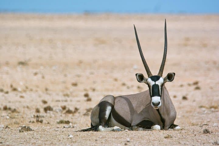 Namib-Naukluft Wildlife and Landscape Tour from Walvis Bay (Full Day) photo 1