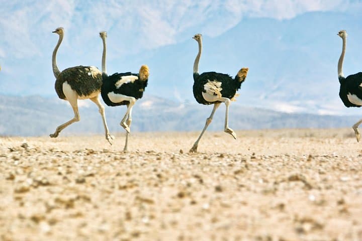 Namib-Naukluft Wildlife and Landscape Tour from Walvis Bay (Full Day) photo 2