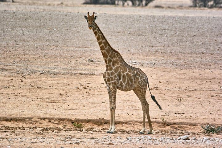 Namib-Naukluft Wildlife and Landscape Tour from Walvis Bay (Full Day) photo 3