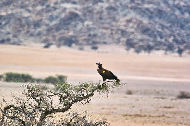 Namib-Naukluft Wildlife and Landscape Tour from Walvis Bay (Full Day) photo 4