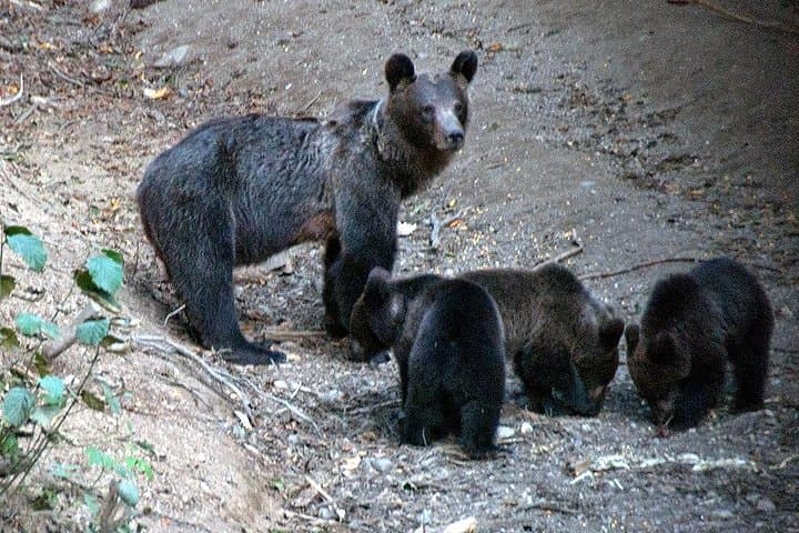 Carpathian Brown Bears: Observe Wild Bears from Forest Hides near Brasov photo 2