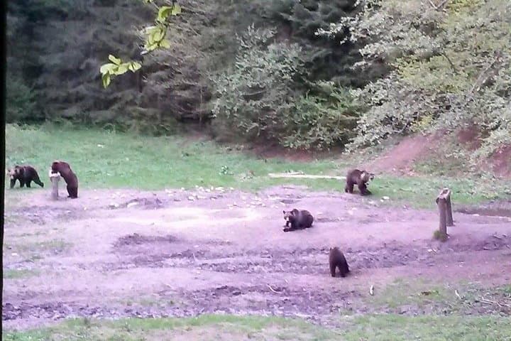 Carpathian Brown Bears: Observe Wild Bears from Forest Hides near Brasov photo 6