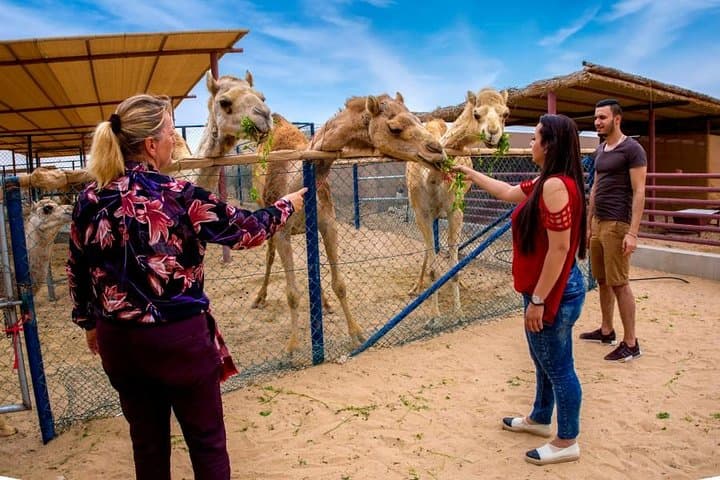 Up Close With Dubai Camels: Farm Visit, Feeding & Fresh Camel Milk