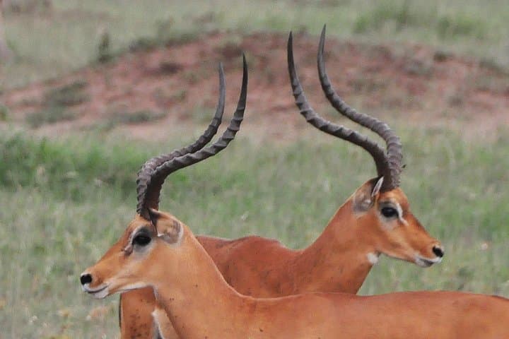 3-Day Tarangire, Ngorongoro & Lake Manyara Safari (From Arusha)
