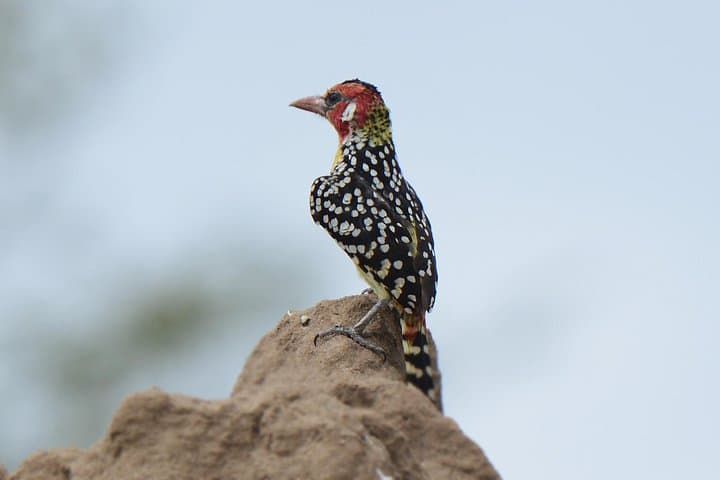 3-Day Tarangire, Ngorongoro & Lake Manyara Safari (From Arusha) photo 4