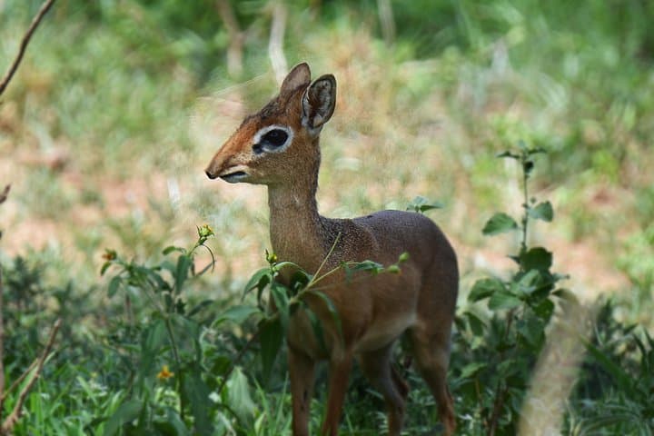 3-Day Tarangire, Ngorongoro & Lake Manyara Safari (From Arusha) photo 5