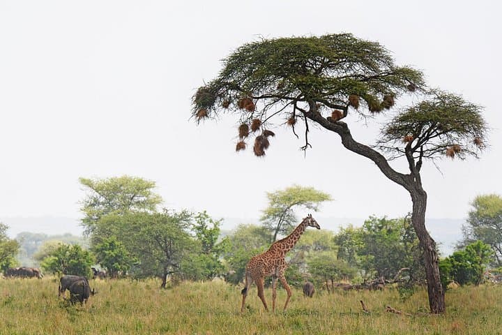 3-Day Tarangire, Ngorongoro & Lake Manyara Safari (From Arusha) photo 6