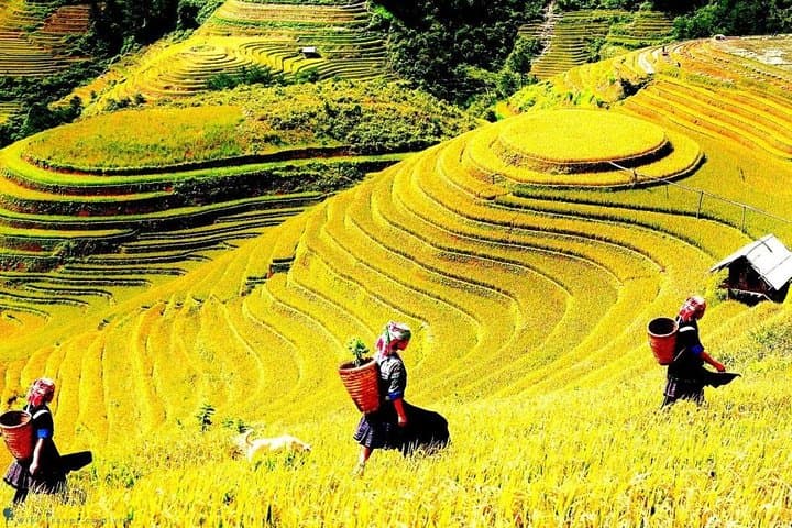 Sapa 2-Day Trek with Homestay: Rice Terraces & Hill‑Tribe Villages