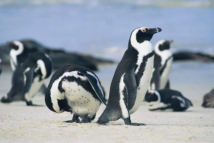 Cape Peninsula Full Day Tour: Cape Point, Penguins & Scenic Drives photo 5
