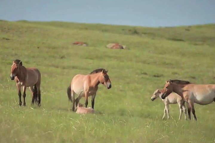Exploring Hustai National Park: Mongolia’s Wild Horse Sanctuary and Scenic Adventure photo 5