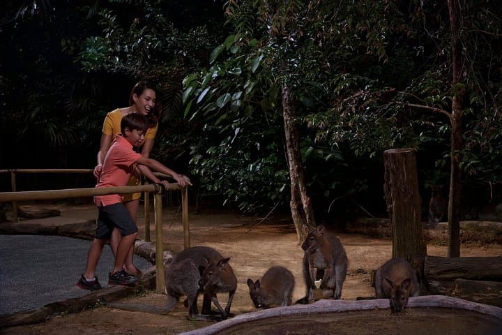 Skip-the-Line Night Safari with Buffet Dinner in Singapore photo 5