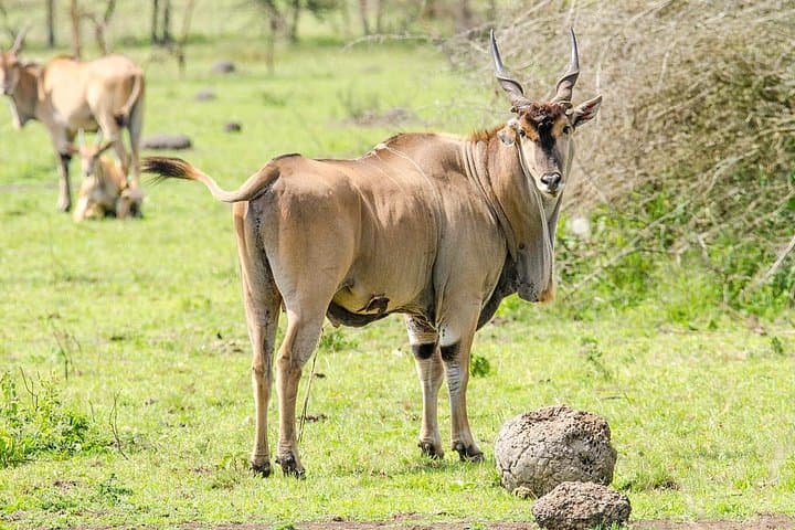 2-Day Lake Mburo Safari: Boat Cruise, Game Drives & Horseback Options from Kampala photo 3