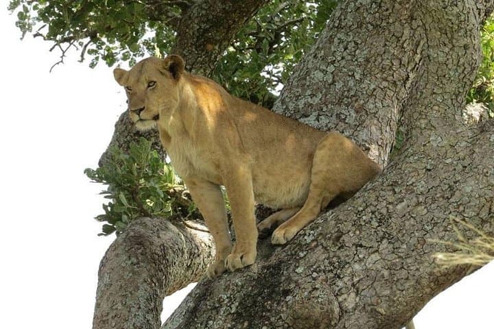 2-Day Lake Mburo Safari: Boat Cruise, Game Drives & Horseback Options from Kampala photo 4