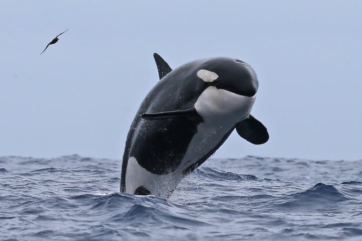 Bremer Canyon Killer Whale Expedition: Albany Orca and Marine Wildlife Cruise photo 3