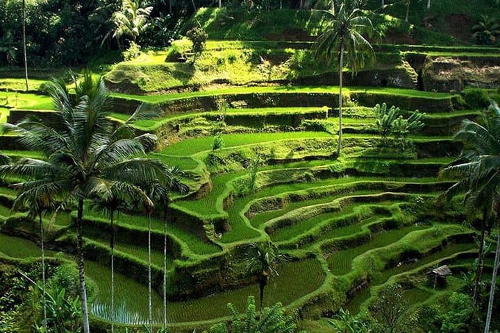 Private Bali UNESCO Heritage Sites Day Tour — Ulun Danu, Jatiluwih & Gitgit Waterfall photo 4