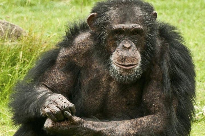 2-Day Chimpanzee Trek in Kibale Forest National Park, Uganda photo 3