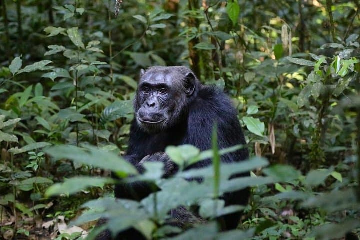 2-Day Chimpanzee Trek in Kibale Forest National Park, Uganda photo 4