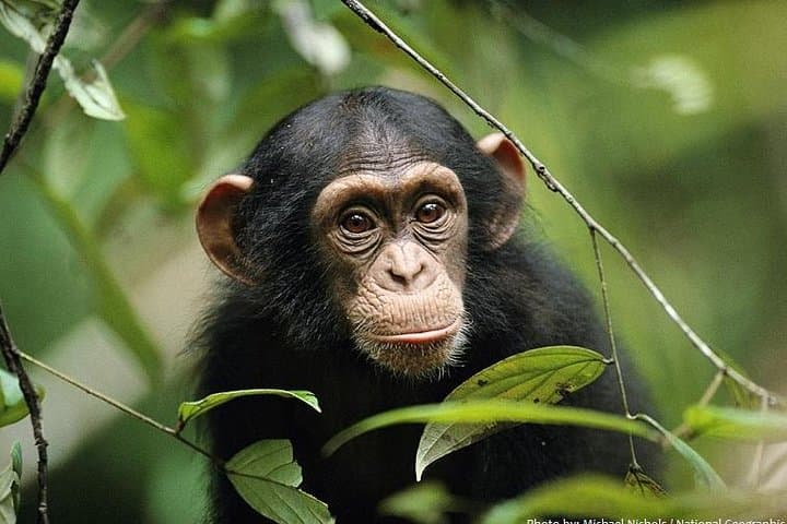 2-Day Chimpanzee Trek in Kibale Forest National Park, Uganda photo 5