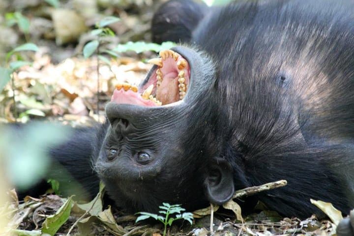 2-Day Chimpanzee Trek in Kibale Forest National Park, Uganda photo 6