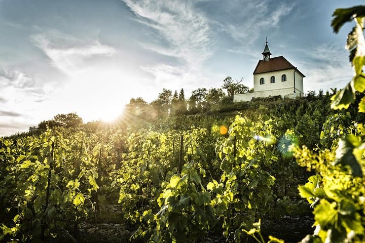 Explore Prague's Hidden Vineyards: Private Troja Wine Tour