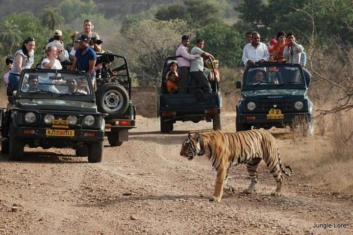 Ranthambhore in Two Days: Private Tiger Safaris from Jaipur