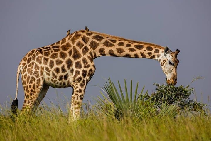 3-Day Murchison Falls Safari & Ziwa Rhino Sanctuary Trek photo 2