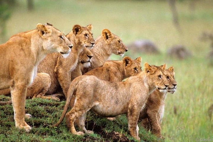 3-Day Murchison Falls Safari & Ziwa Rhino Sanctuary Trek