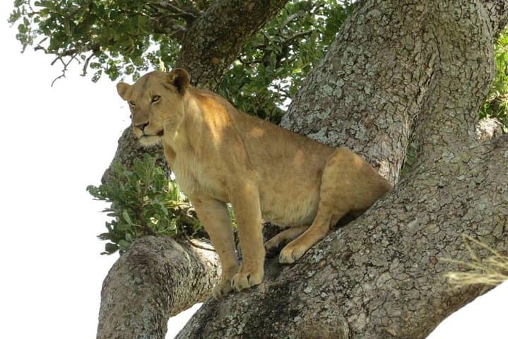 3-Day Murchison Falls Safari & Ziwa Rhino Sanctuary Trek photo 3