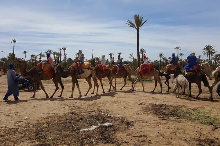 Camel Ride Through Marrakech's Palmeraie: Half-Day Oasis Experience photo 3