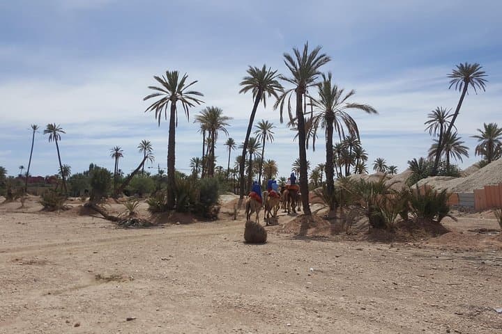 Camel Ride Through Marrakech's Palmeraie: Half-Day Oasis Experience photo 4