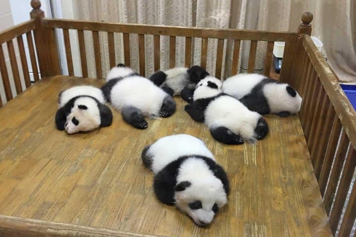 Chengdu in One Day: Panda Base & Leshan Giant Buddha Private Tour photo 4