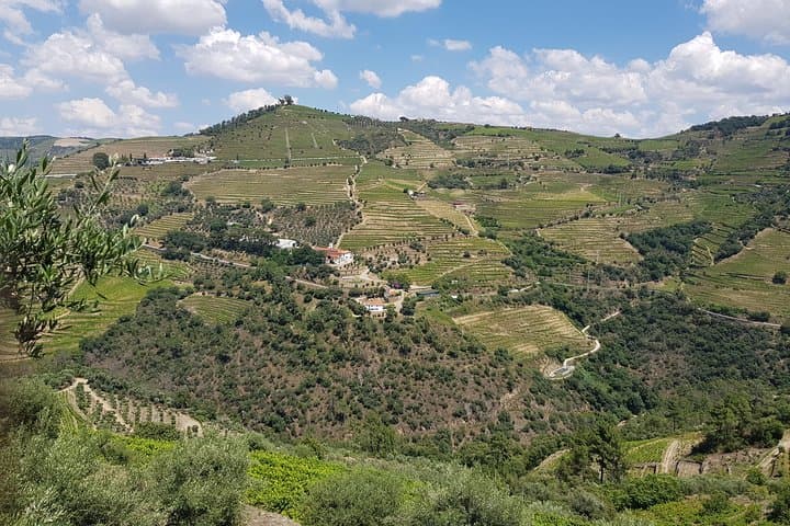 Douro Valley Wine Tour: 4 Vineyard Visits and Lunch from Porto photo 6