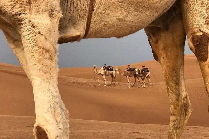 Fez to Merzouga 2-Day Private Desert Tour — Camel Trekking & Overnight in Erg Chebbi photo 4