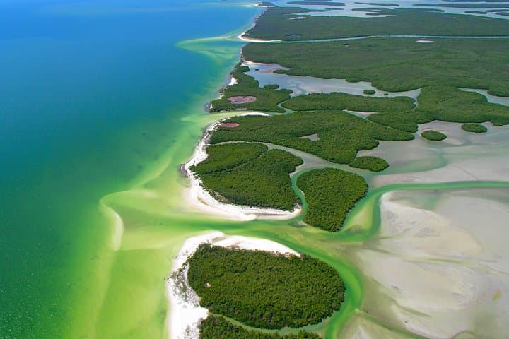 Jet-Ski Dolphin Tour in the Ten Thousand Islands — 2-Hour Wildlife Ride from Marco Island photo 5