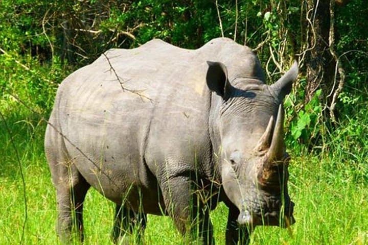 Zziwa Rhino Sanctuary Walking Safari: Track Rhinos on Foot from Kampala photo 2