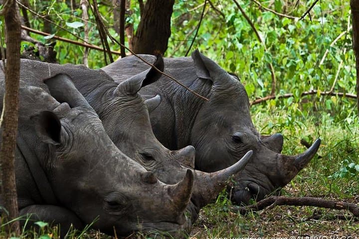 Zziwa Rhino Sanctuary Walking Safari: Track Rhinos on Foot from Kampala photo 3