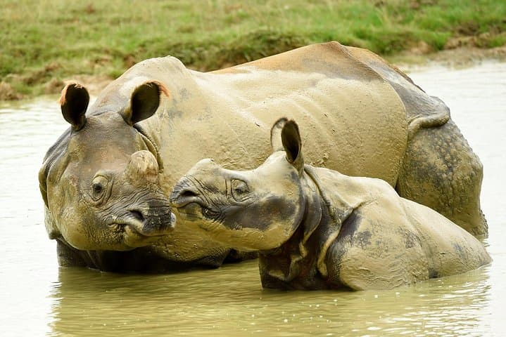 Whipsnade Zoo Visitor Guide: Plan Your Day with Elephants, Penguins & Play photo 3