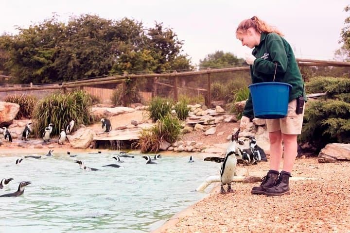 Whipsnade Zoo Visitor Guide: Plan Your Day with Elephants, Penguins & Play