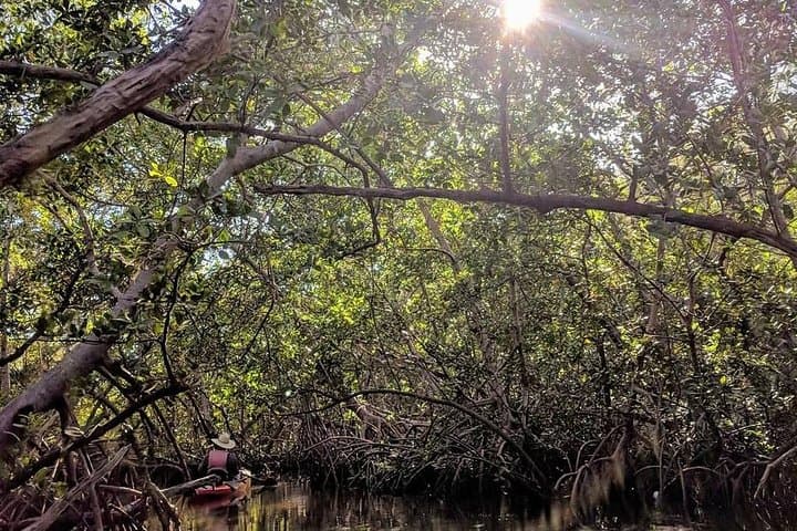 Mangrove Tunnel Pedal Kayak Eco-Tour — Anna Maria Island’s Hidden Waterways photo 5