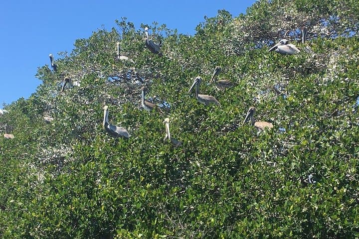 Mangrove Tunnel Pedal Kayak Eco-Tour — Anna Maria Island’s Hidden Waterways photo 4