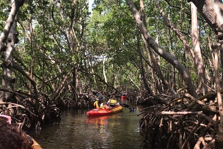 Mangrove Tunnel Pedal Kayak Eco-Tour — Anna Maria Island’s Hidden Waterways photo 6