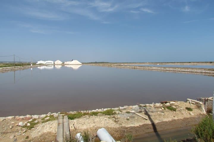 Half-Day Birdwatching in Ria Formosa: Flamingos & Saltpan Walks from Tavira photo 3
