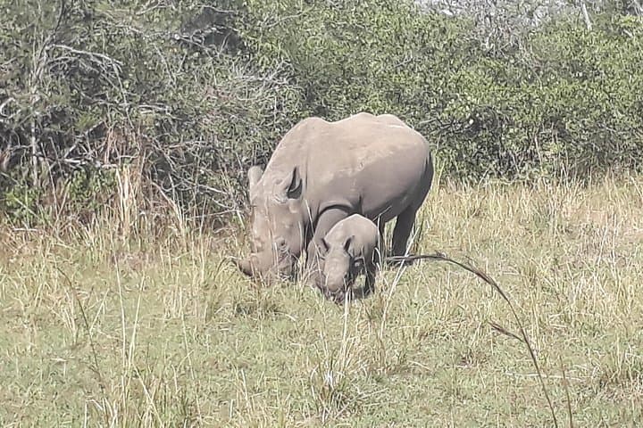 Zziwa Rhino Sanctuary Walking Safari: Track Rhinos on Foot from Kampala photo 4