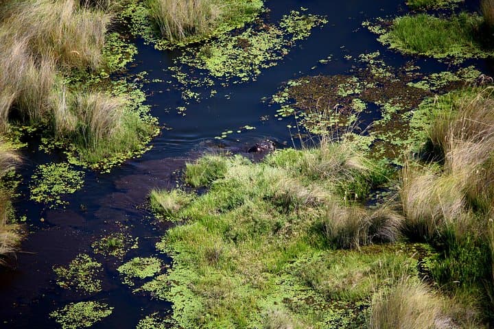 Moremi Hippo Mobile Tented Safari: 5-Day Semi-Luxury Okavango Wildlife Experience