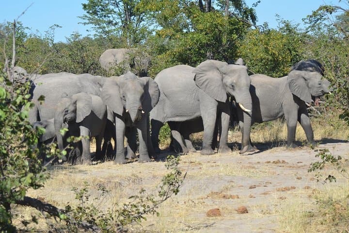 Moremi Hippo Mobile Tented Safari: 5-Day Semi-Luxury Okavango Wildlife Experience photo 2