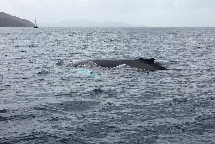 Caribbean Dolphin Discovery and Bellefontaine Boat Excursion photo 2
