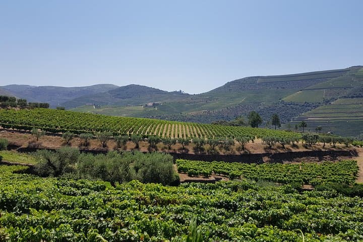 Douro Valley Wine Tour: 3 Vineyards, Tastings & Traditional Lunch from Porto photo 4