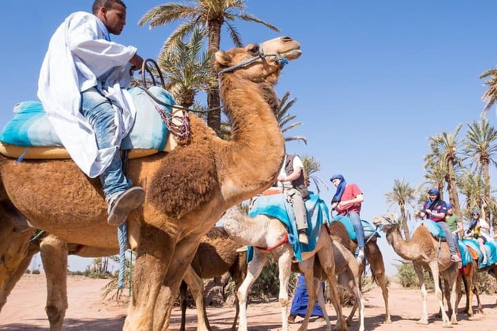 Camel Ride in Marrakech Palm Grove: 1-Hour Dromedary Trek & Mint Tea